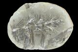 Annularia Fern Fossil (Pos/Neg) - Mazon Creek #104317-3